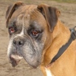 Tatai &Ouml;d&ouml;n