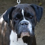 P&aacute;dua - RESERVIERT