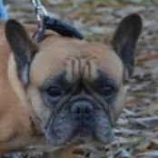 Parf&eacute; - RESERVIERT