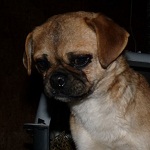 Partiz&aacute;n - reserviert 