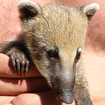 Picula