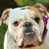 Pisk&oacute;ta - RESERVIERT