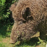Rambo das Wildschwein
