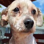 P&eacute;celi Raszta - RESERVIERT