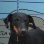 S&aacute;ros Sar&uacute;