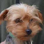 S&ouml;jt&ouml;ri Seprű