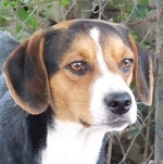 Sp&aacute;jk - RESERVIERT