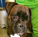 Stitchy - RESERVIERT