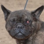 Suzette - RESERVIERT