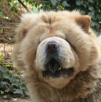 Szavanna - Reserviert