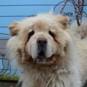 Sz&oacute;ja - RESERVIERT