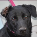 Korrektor Sz&ouml;szm&ouml;t&ouml;lő