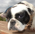 H&uacute;sv&eacute;ti Toj&aacute;s - reserviert 