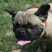 T&ouml;rpilla - RESERVIERT