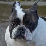 Hern&aacute;di Toszka - RESERVIERT