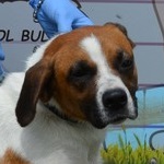 Vajd&aacute;cska - RESERVIERT