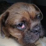 Verdell - RESERVIERT