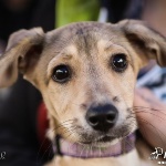 V&aacute;ratlan Vikt&oacute;ria