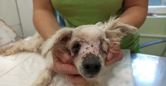 Kukker wurde operiert!