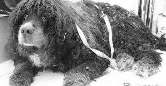 F&uuml;r Sacher kam jede Hilfe zu sp&auml;t