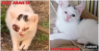 K&auml;tzchen P&aacute;paszem auf dem Weg der Besserung