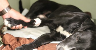 Konzerv, vom Auto angefahren und schwer verletzt