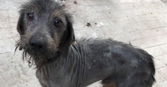 Szvetter hat fast kein Fell mehr