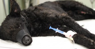 Cibere hat bisher nicht viel Gutes erleben d&uuml;rfen :(