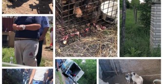 2. Anlauf zur Aufl&ouml;sung der Vermehrerh&ouml;lle in Ny&iacute;rbog&aacute;t