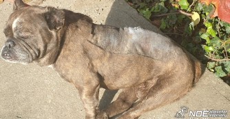 Szőnyeg ist wegen eines Bandscheibenvorfalls gel&auml;hmt