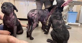 3 Cane-Corso Mischlinge in Not