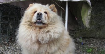 Simba gl&uuml;cklich in der Schweiz!