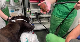 Riesenschreck! F&ouml;nix hat einen Tennisball verschluckt!