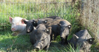 Minischweine aus schlechter Haltung gerettet