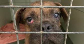 Verdell muss zum Augenspezialist