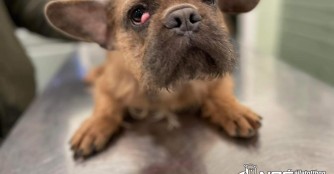 Verdell hat seine AugenOP hinter sich