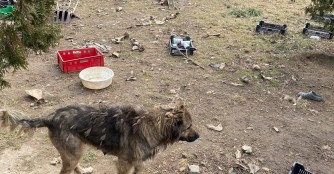 6 Hunde von Horrorgrundst&uuml;ck gerettet