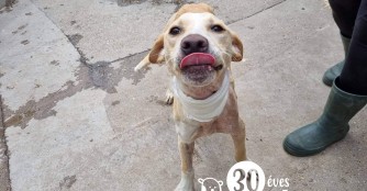 Megyer ist auf dem Weg der Besserung!