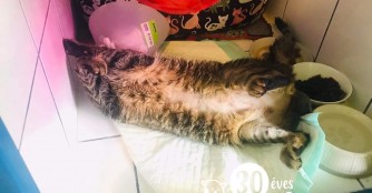 Csicsa endlich auf dem Weg der Besserung