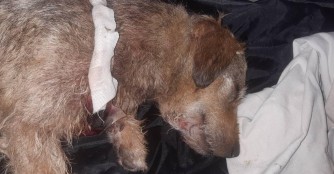 R&uuml;de Jacek kam in lebensbedrohlichem Zustand zu uns