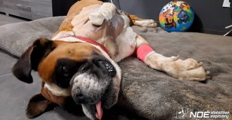 Denise hat die Amputation gut &uuml;berstanden