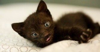 Piszke, das etwas andere K&auml;tzchen