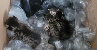 Katzenfamilie in Sushi Restaurant gefunden