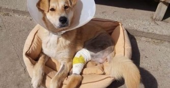 Nikol hat eine weitere OP hinter sich