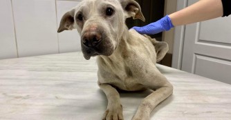 Halb verhungerte Mutterh&uuml;ndin verliert all ihre Welpen