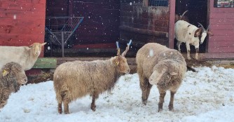 NO&Eacute; Winter-Impressionen