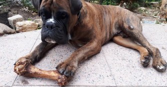 Boxer Pizza fand sein Gl&uuml;ck in Deutschland