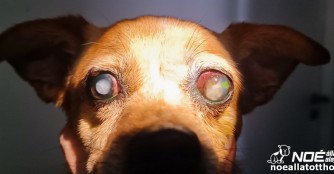 Hundeomi Martini hat es schwer getroffen!