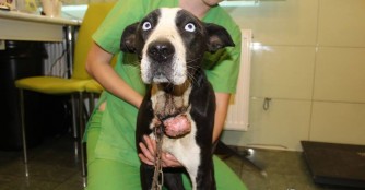 Ezredes ist die Kette in den Hals eingewachsen