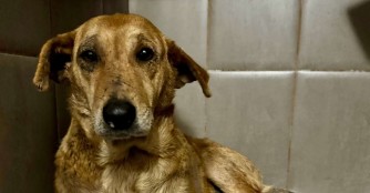 Wie lange kann man ein Lebewesen qu&auml;len?